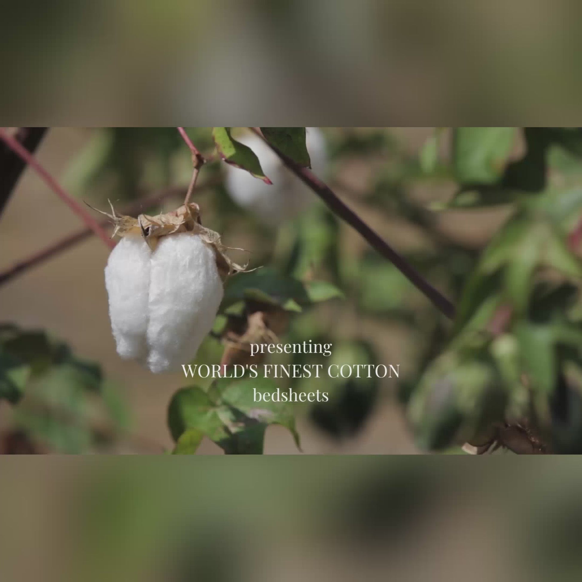 Plain Cotton Satin 400 TC Bedsheet with Pillow Covers - Beige  Video