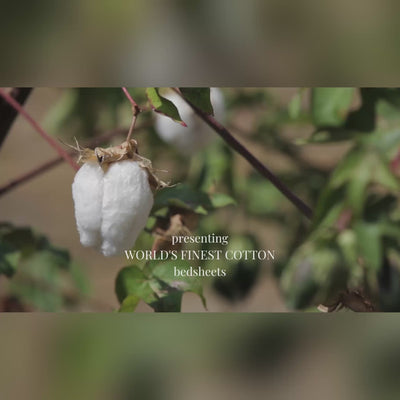 Plain Cotton Satin 400 TC Bedsheet with Pillow Covers - Beige  Video